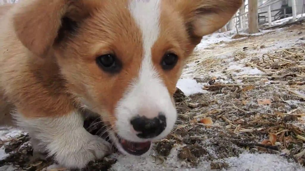 Corgi Puppies,Chickens.Squirrels And Toxic Skies From Geoengineering