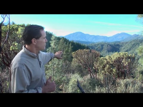 Geoengineering And The Dying Of The Trees ( Dane Wigington GeoengineeringWatch.org )