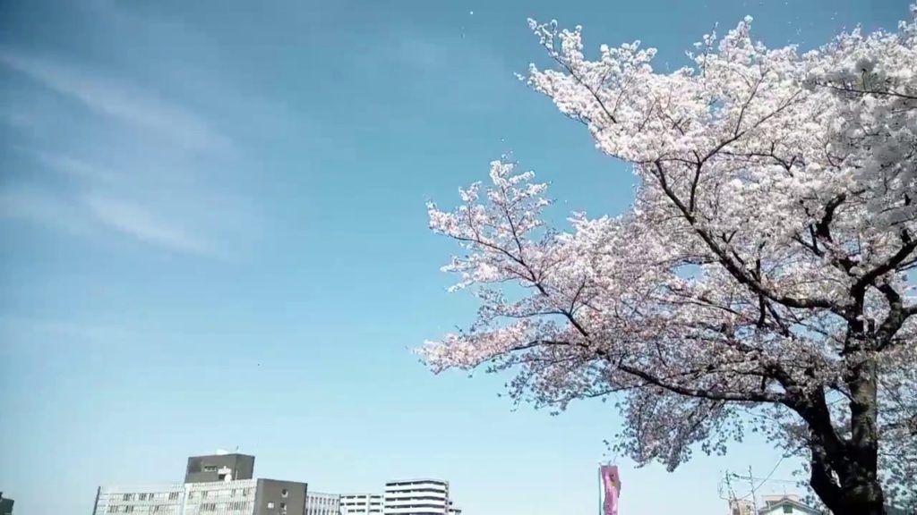 Chemtrail & Sakura 桜とケムトレイル、日本人の感性の劣化！2018.3.30