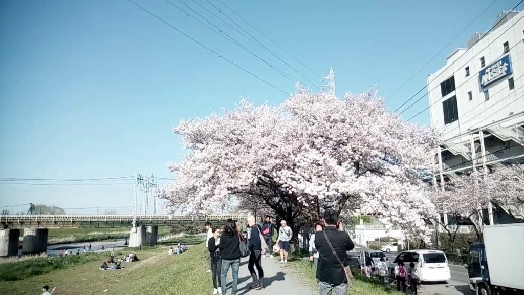 Chemtrail & Sakura part.2 ケムトレイルと桜パート２、花見 2018.3.30