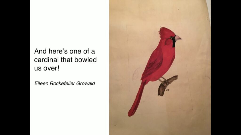 The David Rockefeller Beetle Collection