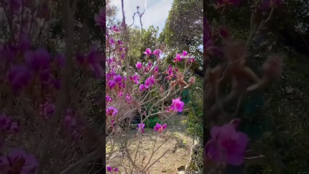 春を知らせる花ツツジが咲いた。狭間から見える青空に飛行機雲が真っ直ぐに夢と希望の彼方へ.｡.:*☆ #不思議の庭#春知らせ花 #ツツジ#飛行機雲 #ケムトレイル ？