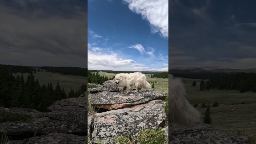 The DOG Is REAL But The CLOUDS Are Artificial #geoengineering