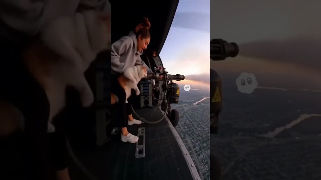 ケムトレイル猫 #cat #子ネコ #cute #好きな子猫 #kitten #funny #猫 #ねこ #ネコ #かわいい猫