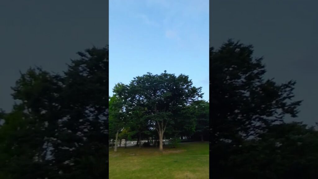 🌳七北田公園の🍀芝生広場から見た暑かった日の夕方の飛行機雲の帯🌇✈️💭 #空 #雲 #飛行機雲