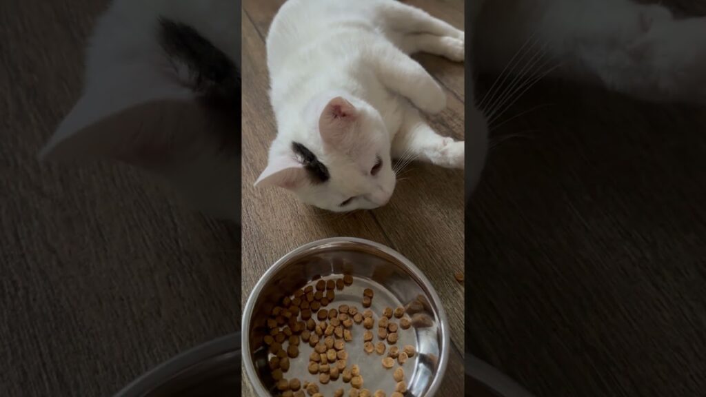 食が細いネコ VS 心配する飼い主