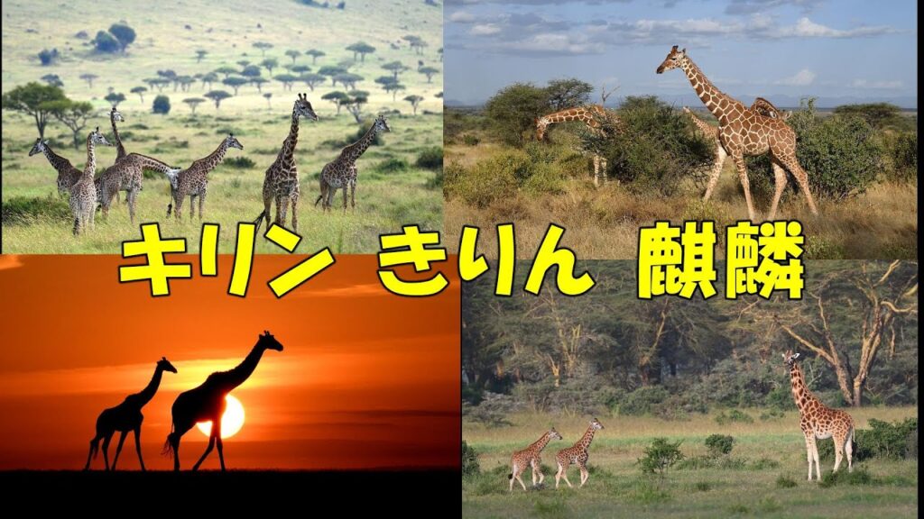 キリン3種（アミメキリン・ロスチャイルドキリン・マサイキリン）Three species of Giraffe (Reticulated, Rothschild′s, Masai)