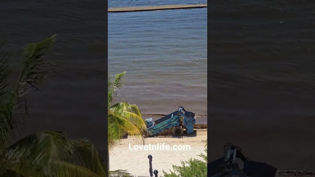 Seaweed cleanup #geoengineering #cancun lovetnlife.com