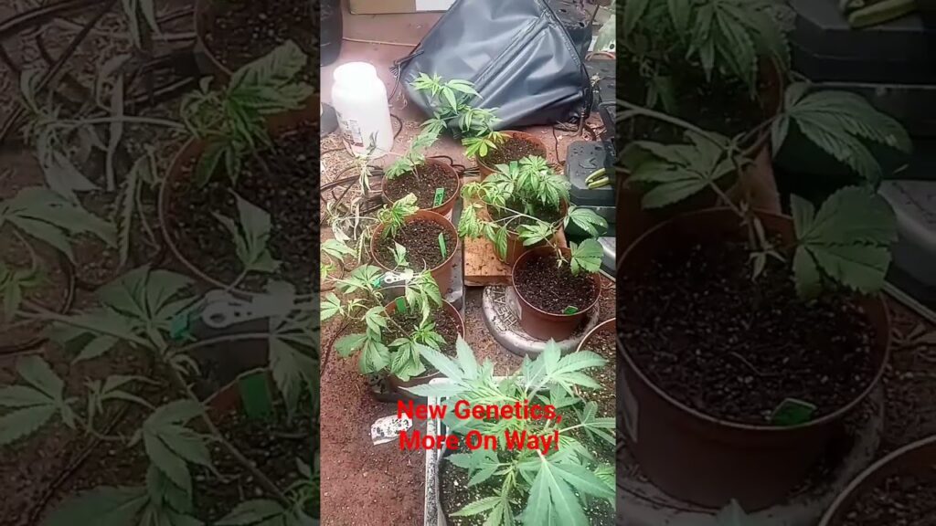 #update chemtrails all topped to stall her, whilst bubba catches up. #growmies #gardening #420 #2026